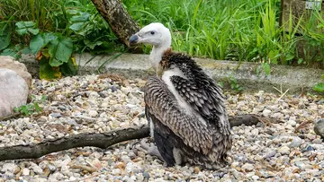 London Zoo's critically endangered vulture chick spreads its wings
